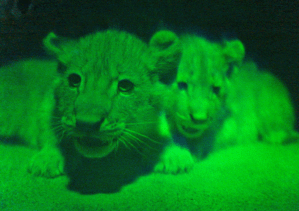 Animated GIF of three views of one hologram by dannybee